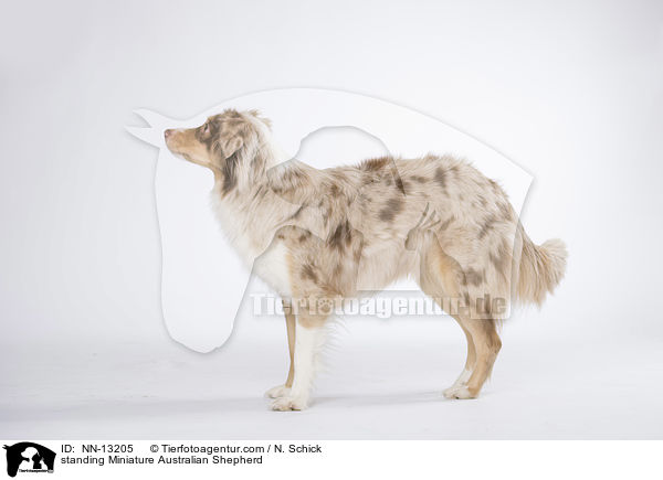 standing Miniature Australian Shepherd / NN-13205