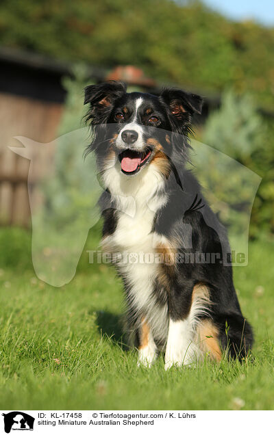 sitting Miniature Australian Shepherd / KL-17458