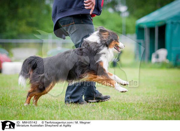 Miniature Australian Shepherd beim Agility / Miniature Australian Shepherd at Agility / MW-05142