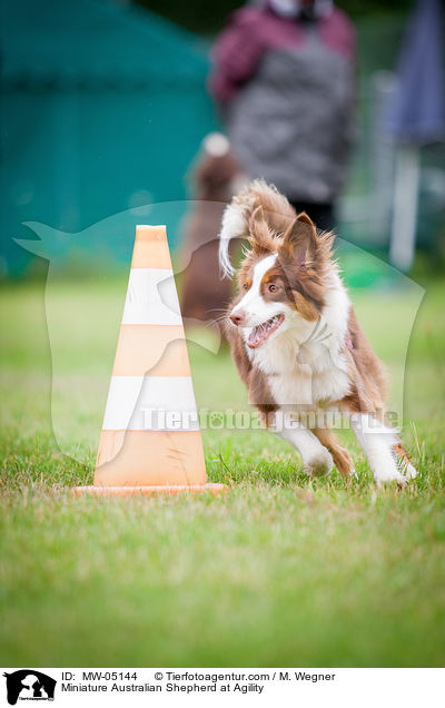 Miniature Australian Shepherd beim Agility / Miniature Australian Shepherd at Agility / MW-05144
