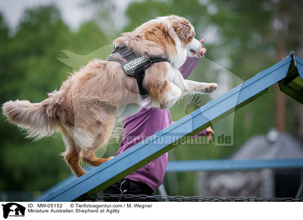 Miniature Australian Shepherd beim Agility / Miniature Australian Shepherd at Agility / MW-05152