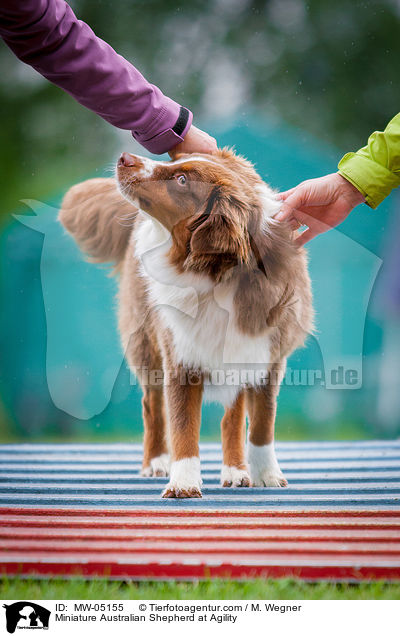 Miniature Australian Shepherd beim Agility / Miniature Australian Shepherd at Agility / MW-05155