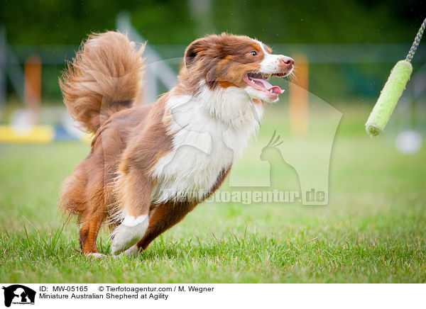 Miniature Australian Shepherd at Agility / MW-05165