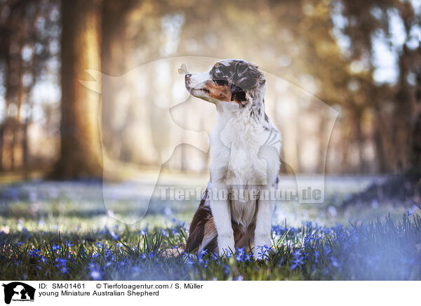 young Miniature Australian Shepherd / SM-01461