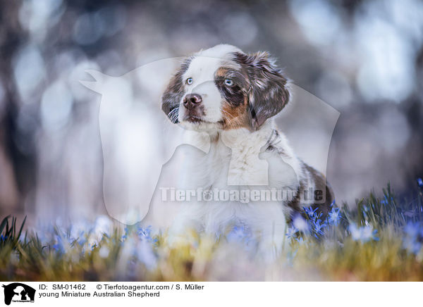 young Miniature Australian Shepherd / SM-01462