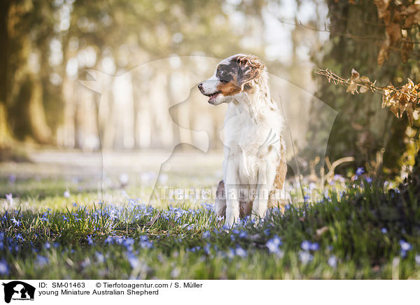 young Miniature Australian Shepherd / SM-01463