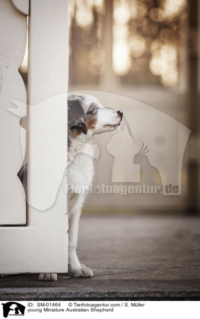young Miniature Australian Shepherd / SM-01464