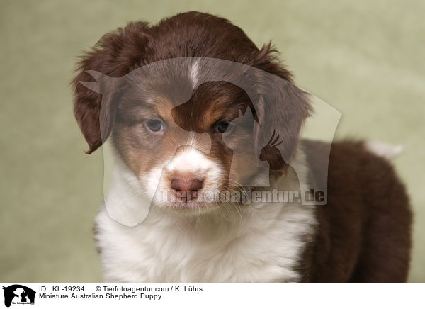 Miniature Australian Shepherd Puppy / KL-19234