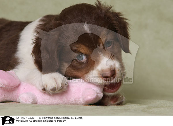 Miniature Australian Shepherd Puppy / KL-19237