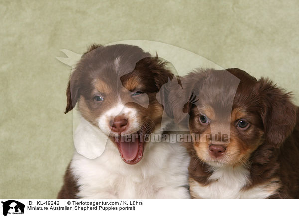 Miniature Australian Shepherd Puppies portrait / KL-19242