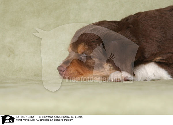lying Miniature Australian Shepherd Puppy / KL-19255