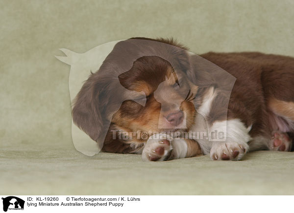 lying Miniature Australian Shepherd Puppy / KL-19260