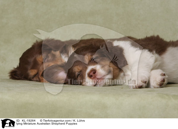 liegende Miniature Australian Shepherd Welpen / lying Miniature Australian Shepherd Puppies / KL-19264