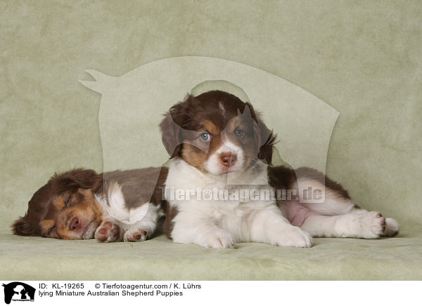 liegende Miniature Australian Shepherd Welpen / lying Miniature Australian Shepherd Puppies / KL-19265