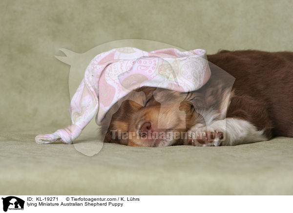 lying Miniature Australian Shepherd Puppy / KL-19271