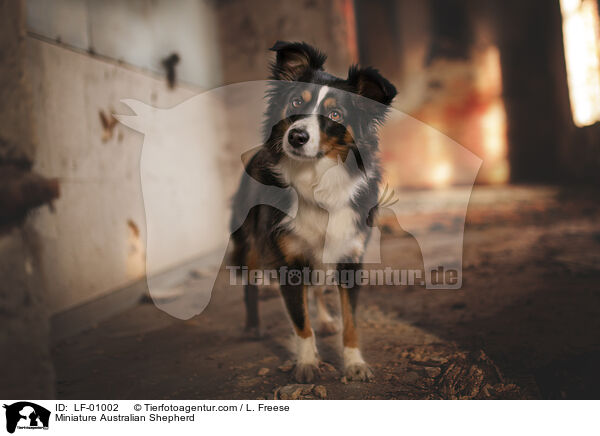 Miniature Australian Shepherd / LF-01002