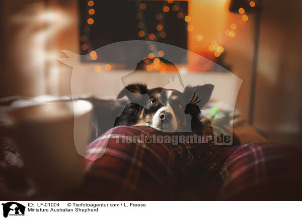 Miniature Australian Shepherd / LF-01004