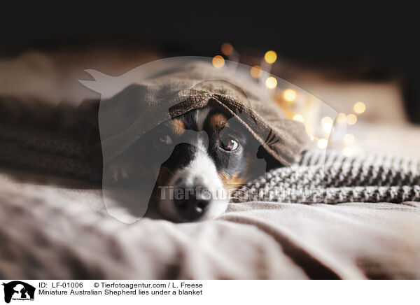 Miniature Australian Shepherd liegt unter einer Decke / Miniature Australian Shepherd lies under a blanket / LF-01006