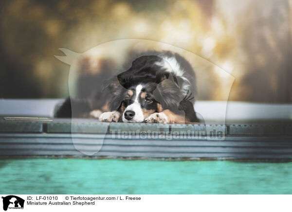 Miniature Australian Shepherd / LF-01010