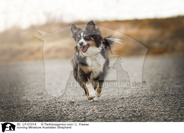 running Miniature Australian Shepherd / LF-01014