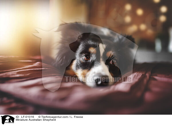 Miniature Australian Shepherd / LF-01016