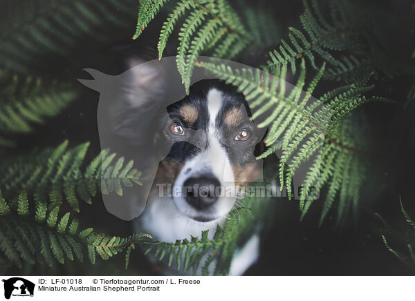 Miniature Australian Shepherd Portrait / LF-01018