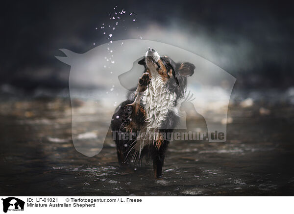 Miniature Australian Shepherd / LF-01021