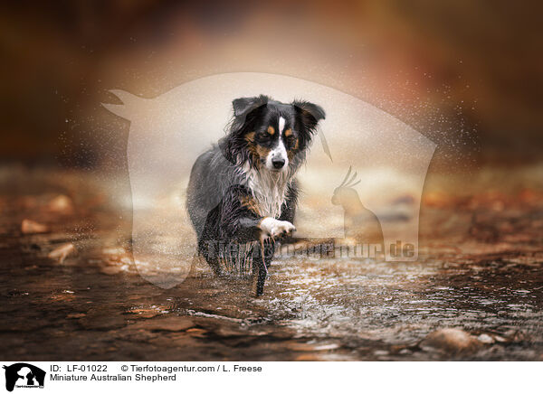 Miniature Australian Shepherd / LF-01022