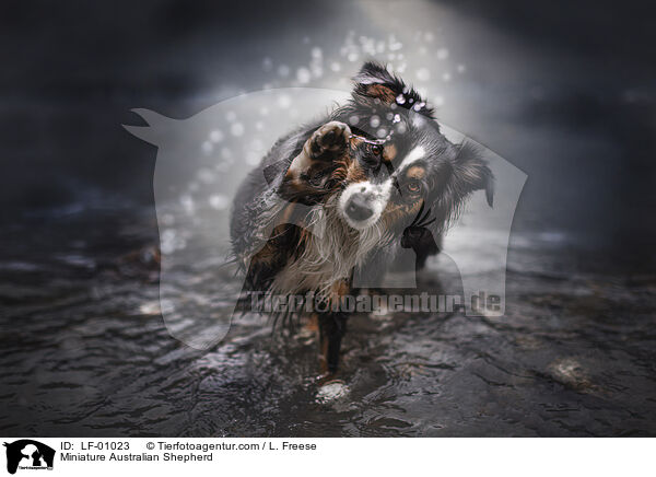 Miniature Australian Shepherd / LF-01023