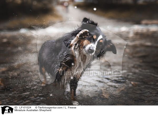Miniature Australian Shepherd / LF-01024