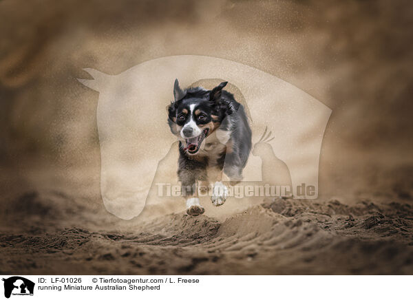 running Miniature Australian Shepherd / LF-01026