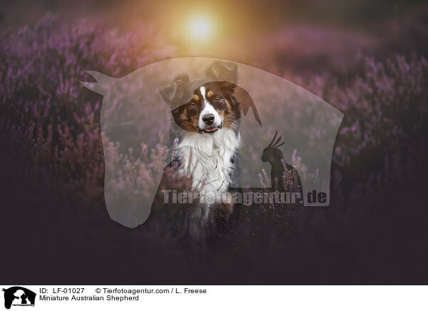 Miniature Australian Shepherd / LF-01027