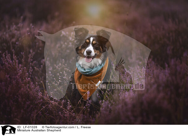 Miniature Australian Shepherd / Miniature Australian Shepherd / LF-01028