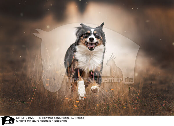 running Miniature Australian Shepherd / LF-01029
