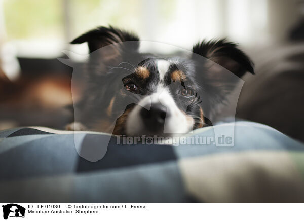 Miniature Australian Shepherd / Miniature Australian Shepherd / LF-01030