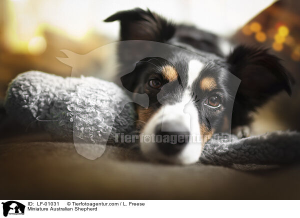 Miniature Australian Shepherd / LF-01031