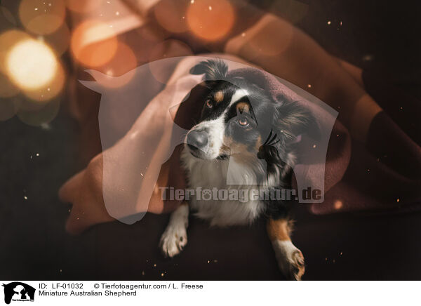 Miniature Australian Shepherd / LF-01032