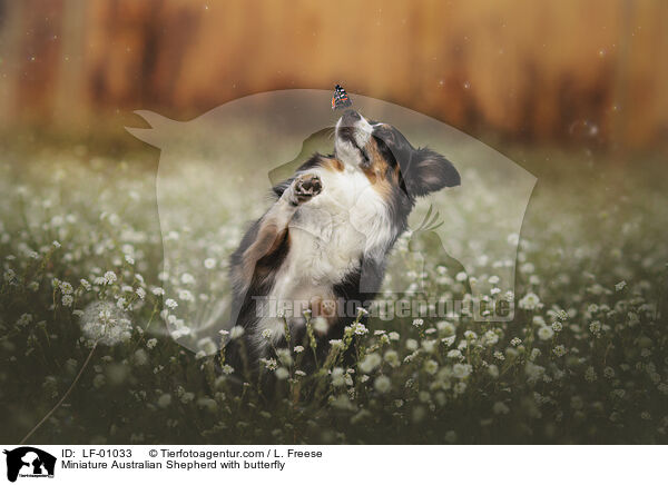 Miniature Australian Shepherd with butterfly / LF-01033