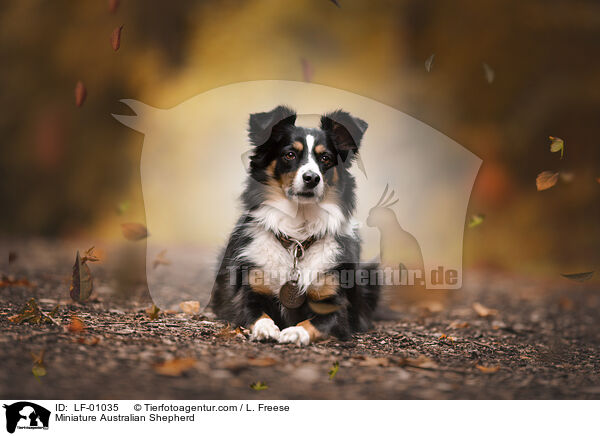 Miniature Australian Shepherd / LF-01035