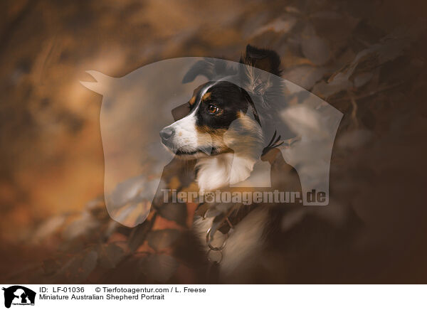 Miniature Australian Shepherd Portrait / LF-01036