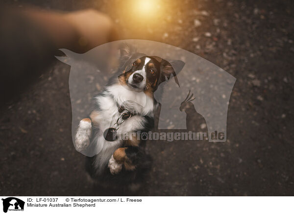 Miniature Australian Shepherd / LF-01037