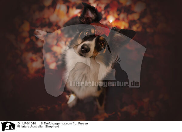 Miniature Australian Shepherd / LF-01040