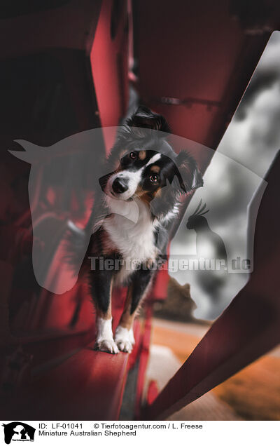 Miniature Australian Shepherd / LF-01041