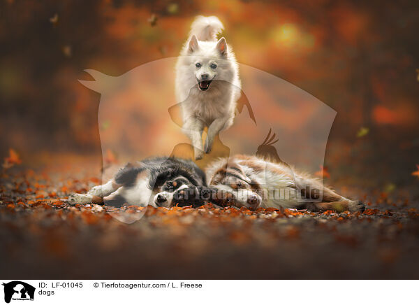 dogs / LF-01045