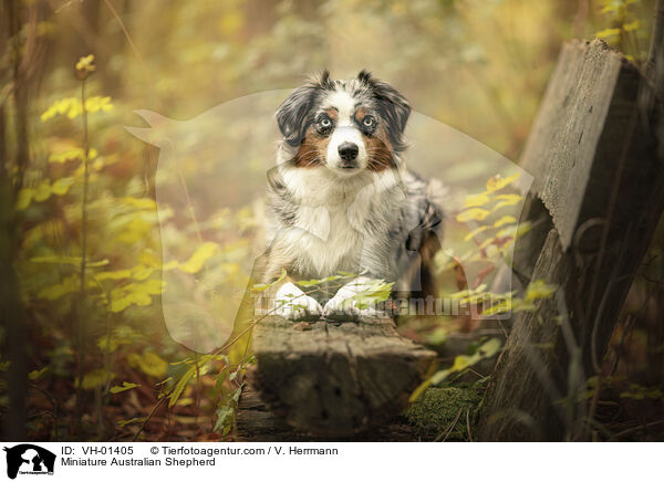 Miniature Australian Shepherd / VH-01405