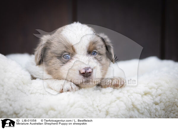 Miniature Australian Shepherd Puppy on sheepskin / LIB-01058