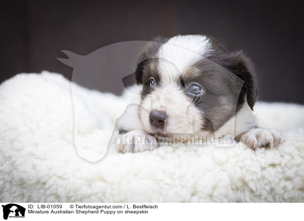 Miniature Australian Shepherd Puppy on sheepskin / LIB-01059