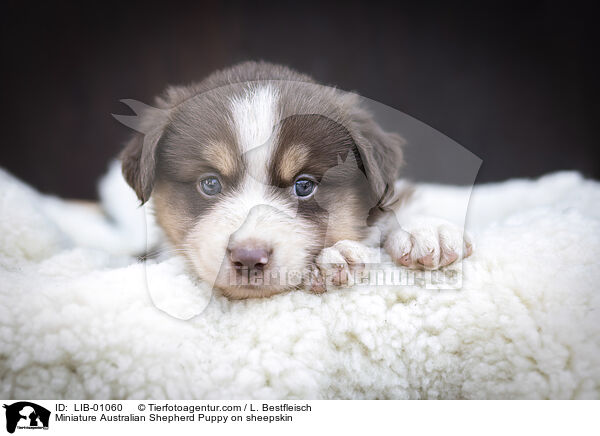 Miniature Australian Shepherd Puppy on sheepskin / LIB-01060