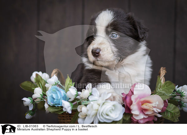 Miniature Australian Shepherd Puppy in a basket / LIB-01063