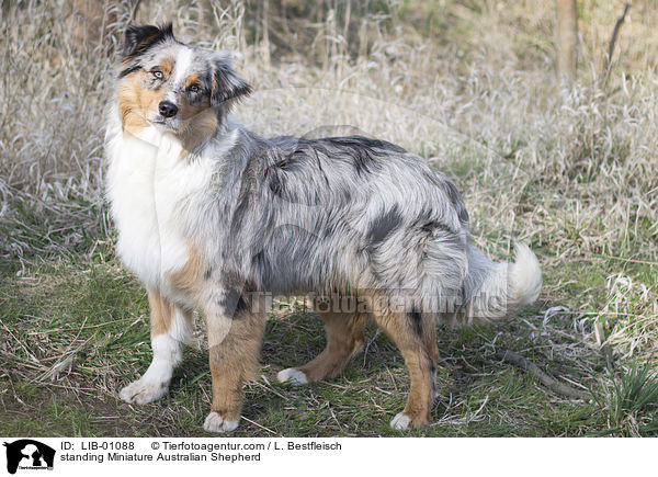 standing Miniature Australian Shepherd / LIB-01088